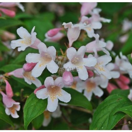 Kolkvície krásná - Kolkwitzia amabilis ´Pink Cloud´ - 4 l