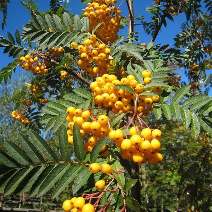 sorbus sunshine