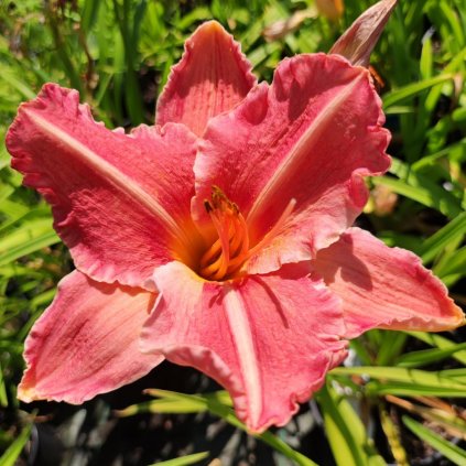 Hemerocallis Pretty Fancy Zahradnictvi Aronie