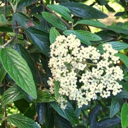 Kalina pražská ´Pragense´ - Viburnum ´Pragense´- 4 l  Okrasné keře