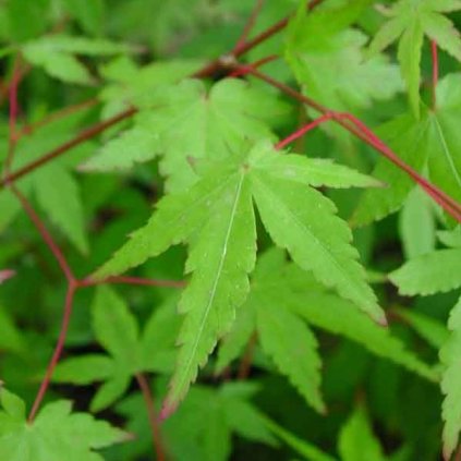 Acer palmatum