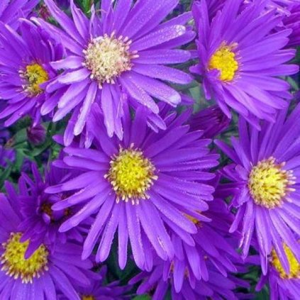 aster dumosus island samoa