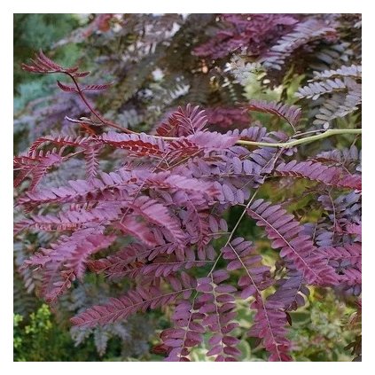 Gleditsia Rubylace