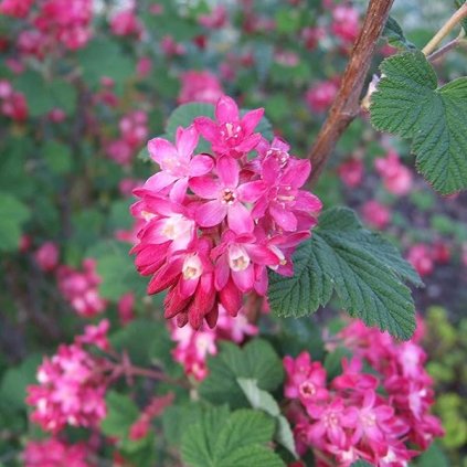 meruzalka krvavá Pulborough Scarlet