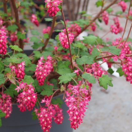 Ribes sanguineum amore