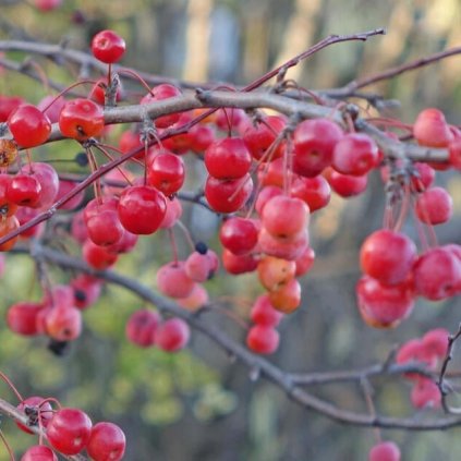 malus red sentinel