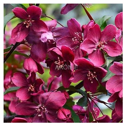 Okrasná jabloň ´Royalty´- Malus ´Royalty´ - ok 8/10  Okrasné ovocné stromy