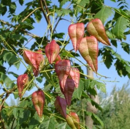 Svitel latnatý - Koelreuteria paniculata - ok 10/12  Okrasné stromy