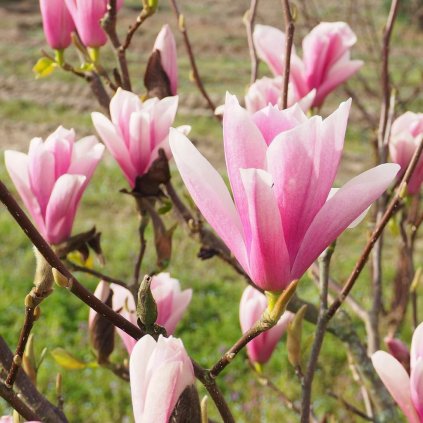 magnolia heaven scent