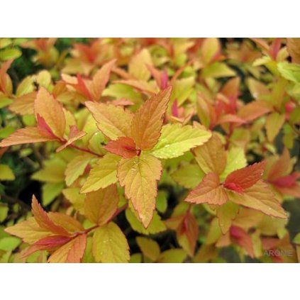 Tavolník japonský - Spiraea japonica Firelight