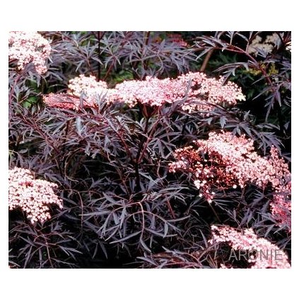 Bez červenolistý ´Black Lace' ® - Sambucus nigra - 35 l  Sambucus nigra