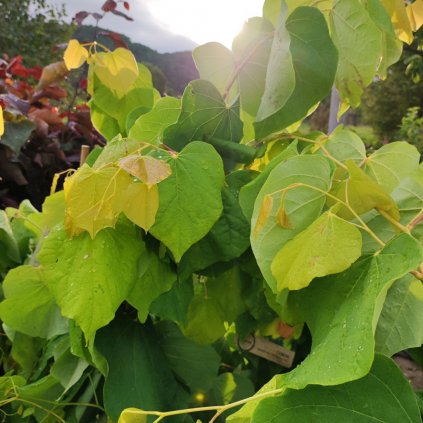 cercis Rissing Sun