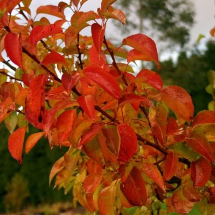 Pyrus Chanticleer