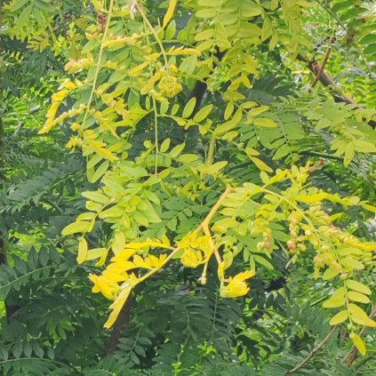 Gleditsia Sunburst