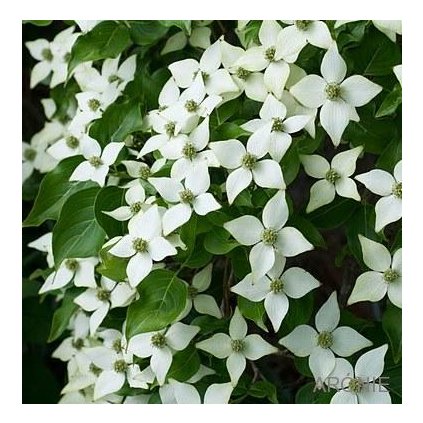 Dřín japonský - Cornus kousa var. Chinensis - 300 - 350 cm vícekmen Exkluziv  Vzrostlé stromy - vícekmeny