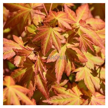 Javor dlanitolistý - Acer palmatum ´Orange Dream´Exkluziv