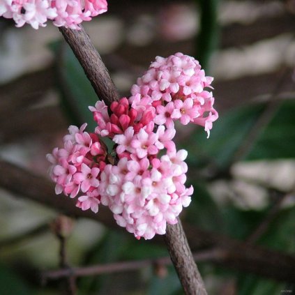 Kalina bodnanská ´Charles Lamont´- Viburnum bod. ´Charles Lamont´ - 4 l  Okrasné keře