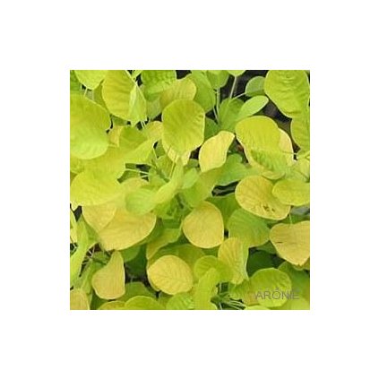 Ruj vlasatá ´Golden Spirit ®´ - Cotinus cog. - 4 l  okrasné keře