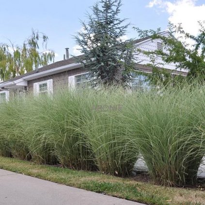 Ozdobnice čínská - Miscanthus sinensis ´Morning Light´ - 3 l