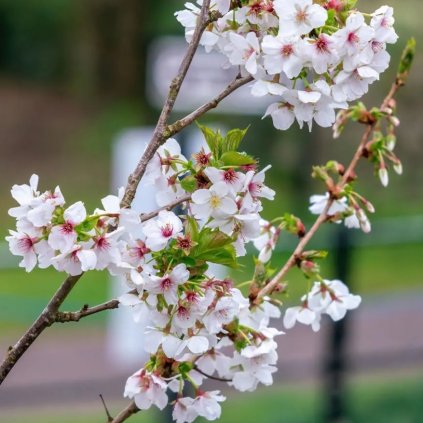 PRUNUS UMINEKO