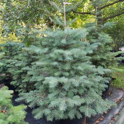 Abies concolor