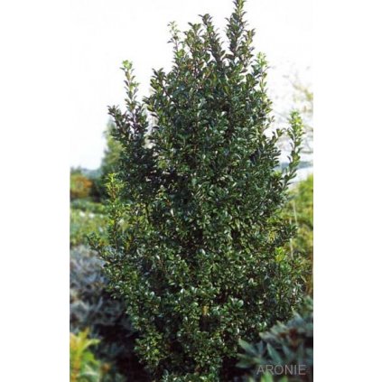 Cesmína modrá - Ilex x meserveae ´Heckenpracht´ ® samec