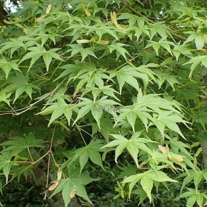 Javor dlanitolistý - Acer palmatum ´Osakazuki´ - C 12  Acer palmatum Osakazuki