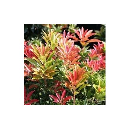 Pieris japonský 'Mountain Fire'