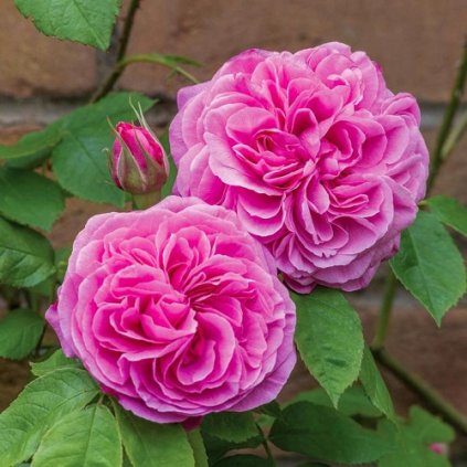 gertrude jekyll 3