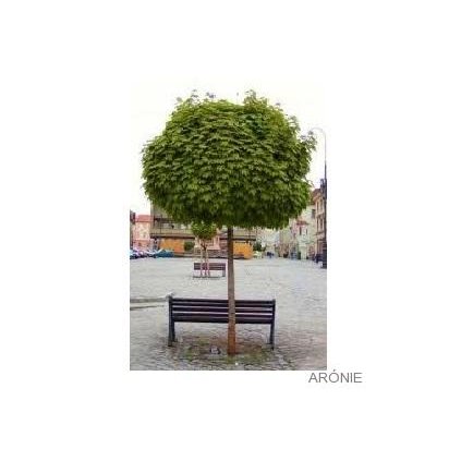 Javor babyka - Acer campestre ´Nanum´ - vk 220 cm