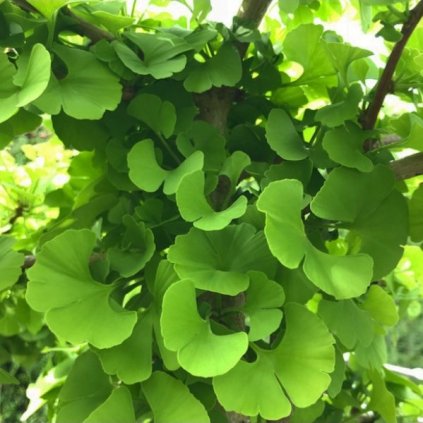 ginkgo biloba mariken