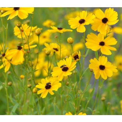 Coreopsis tripteris ‘Gold Standard’