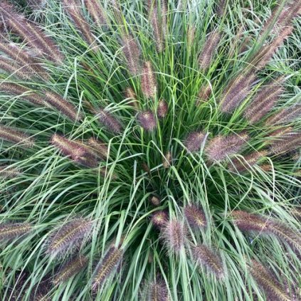 'Gimli' (Pennisetum alopecuroides var. viridescens)