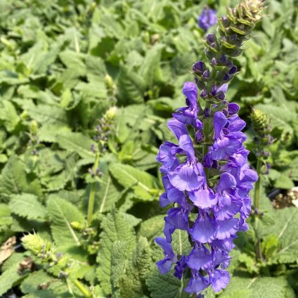 Salvia Sky Blue Marvel