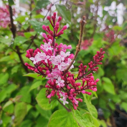 syringa microphylla Superba