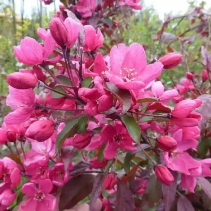 Malus Liset