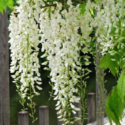 wisteria sinensis alba