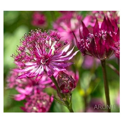 Jarmanka větší ´Astra Red ´- Astrantia major Trvalky