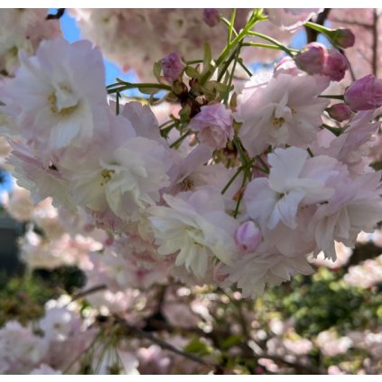 Prunus serrulata ´Mount Fuji