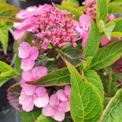 Hydrangea serrata Magic Pillow
