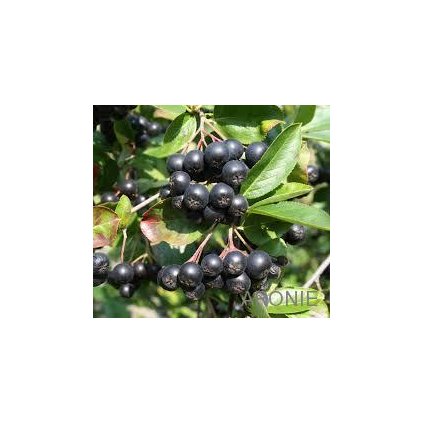 Aronie Viking - černý jeřáb - Aronia prunifolia - 2 l  Ovocné keře