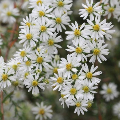 Aster ericoides 'Schneetanne