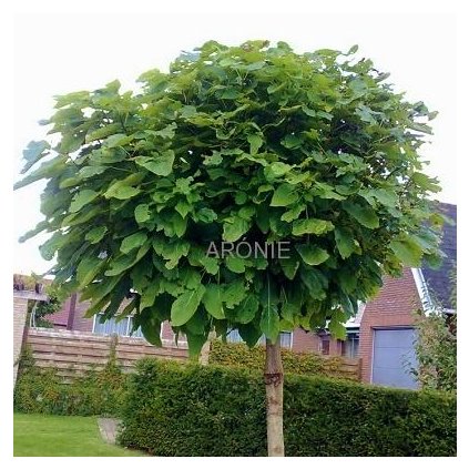 Katalpa ´Nana´ - Catalpa ´Nana´- ok 14/16  Okrasné stromy
