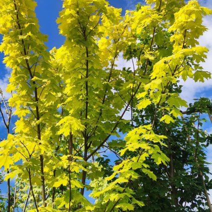 Acer platanoides ´Princeton Gold´ www.zahradnictvi aronie.cz