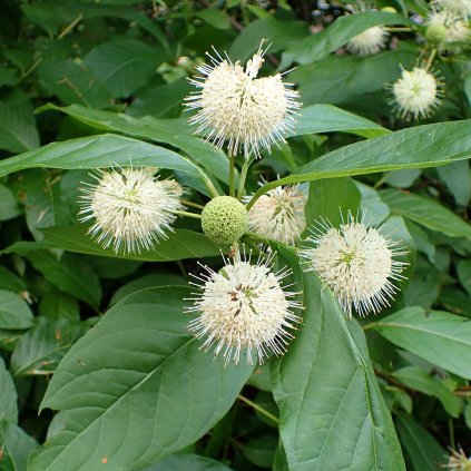 Cephalanthus occidentalis