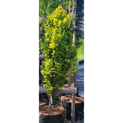 Fagus Dawyck Gold