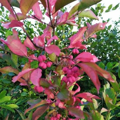 Brslen evropský ´Red Cascade´ - Euonymus europeus - 100 - 110 cm  Okrasné keře