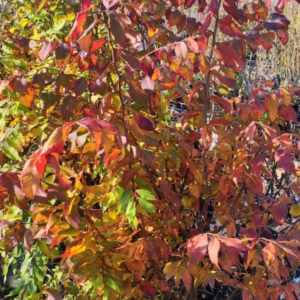 Zelkova serrata Zelkova pilovita 2 www.zahradnictvi aronie.cz