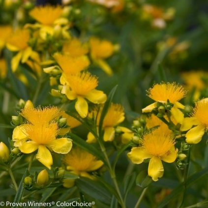 sunny boulevard hypericum