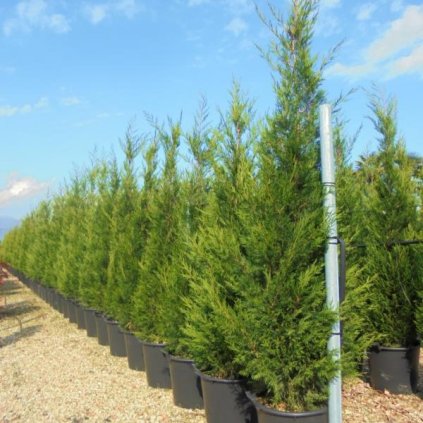 Cupressocyparis leylandii 2001
